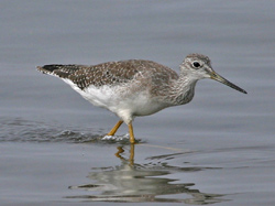 Greater Yellowlegs