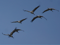 Common Cranes