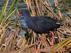 Purple Swamp-hen