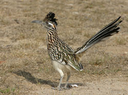 Greater Roadrunner