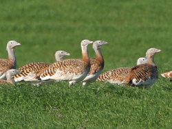 Great Bustards