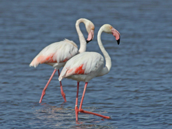 Greater Flamingo