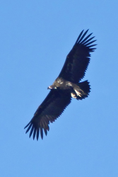 Eurasian Black Vulture