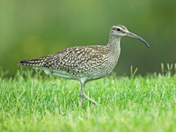 Whimbrel