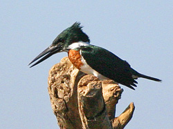 Amazon Kingfisher