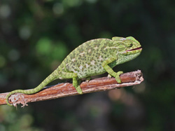 Mediterranean Chameleon