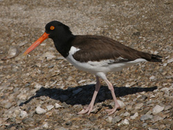 American Oystercatcher