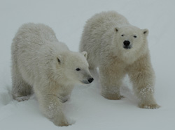Polar Bears