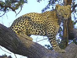 Leopard