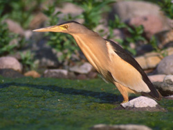 Little Bittern