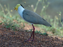 Masked Lapwing