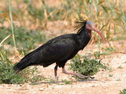 Northern Bald Ibis