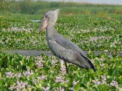 Shoebill
