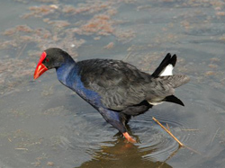 Purple Swamp-hen