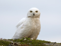 Snowy Owl