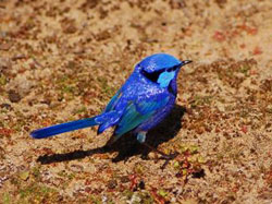 Splendid Fairy-wren