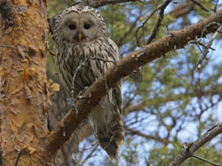 Ural Owl