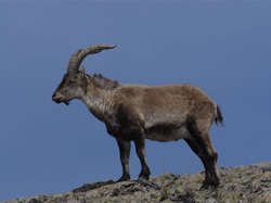 Spanish Ibex