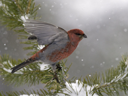 Pine Grosbeak