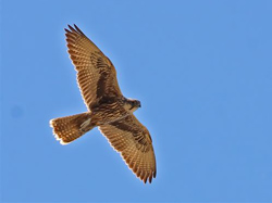 Saker