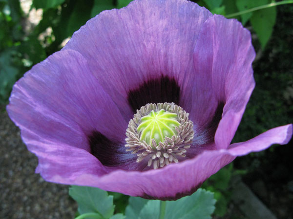 Opium Poppy