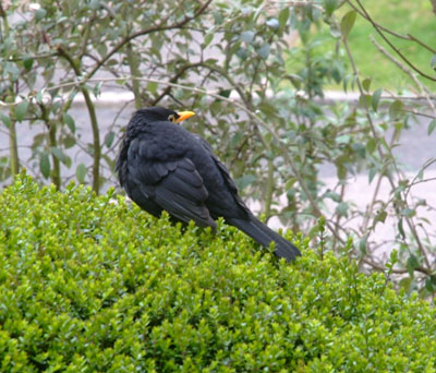 Blackbird