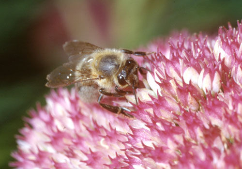 Worker Bee