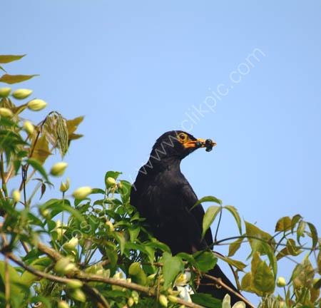 Blackbird with food for young.