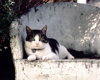 Favourite Chair