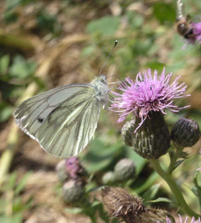 Butterfly on Thistle