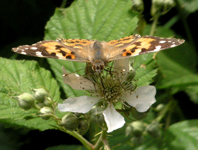 Brown Butterfly