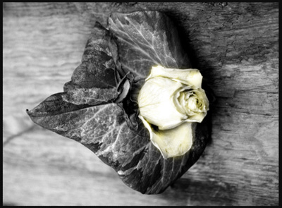 Hand Tinted Rose