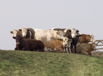 Prime Cattle on Hill