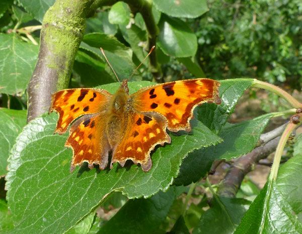 Painted Lady Kent UK