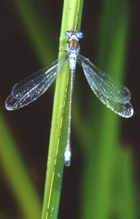 Blue Damselfly