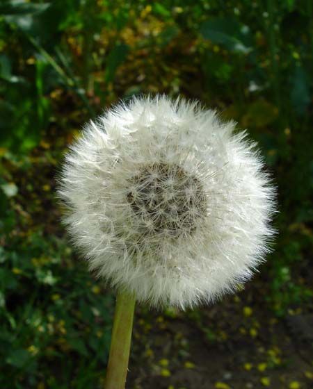 Dandelion