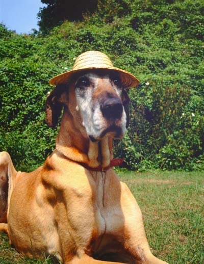 Yo,Dude