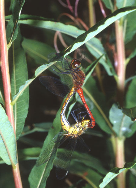 Dragonflies