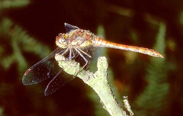 Dragonfly