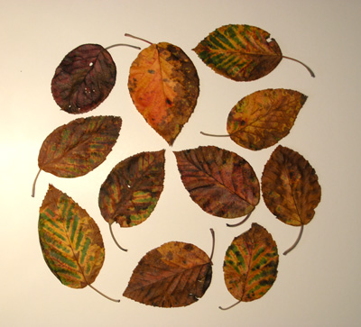 Swirling Leaves