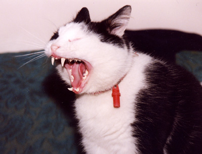 Having a Laugh