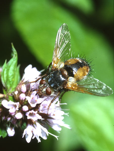 Fly on pink flower