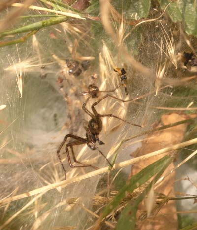 Funnel Web Spider