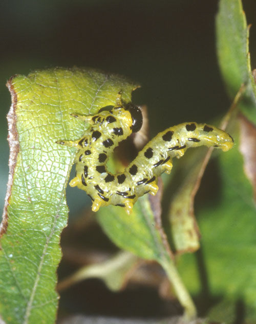 Green caterpillar eating leaf
