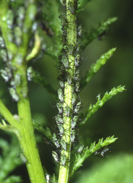 Marching Greenfly
