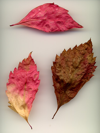 Autumn Leaves