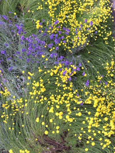 Swirling Flowers