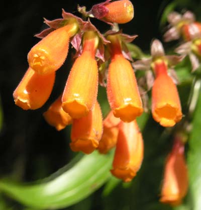 Orange Bells