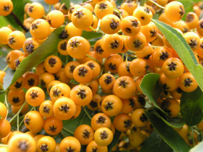 Orange Berries Autumn
