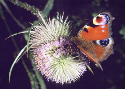 Prickly Problem